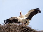 Storch, Störche