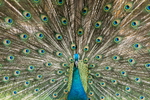 Pfau