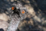 Emu