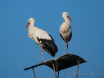 Storch, Störche
