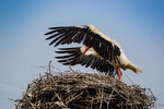 Storch