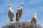 Storch, Störche