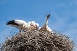 Storch, Störche