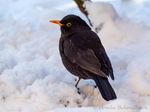 Amsel