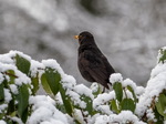 Amsel