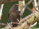 Amsel