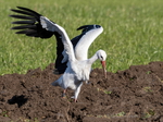 Storch, Störche