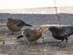 Amsel