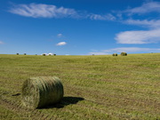Heuballen, Wiese