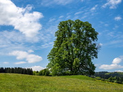 unterwegs, Baum
