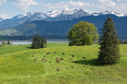 Allgäu