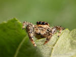 Springspinne