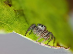 Springspinne