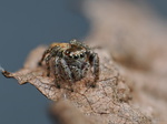 Springspinne