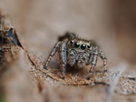 Springspinne