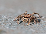Springspinne