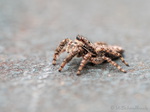 Springspinne