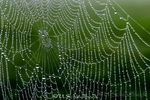 Spinnennetz mit Tropfen