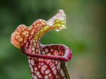 Nepenthes, Kannenpflanze