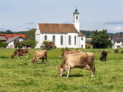 Peißenberg Maria Aich Kühe