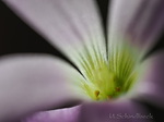 Oxalis Sauerklee Blüte