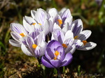 Krokus
