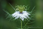 Jungfer im Grünen (Nigella damascena)