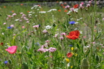 Feldblumenwiese