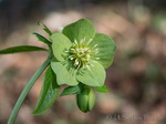 Nieswurz (Helleborus viridis)