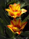 Tulpen