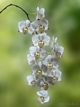 Orchidee