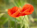 Mohn