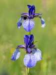 wilde Iris