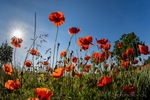 Mohn