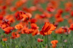 Mohn