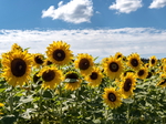 Sonnenblumen