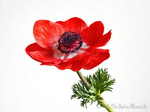 Anemone