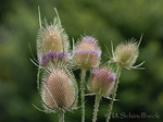 Kardendistel