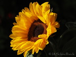 Sonnenblume