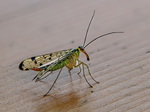 Skorpionsfliege