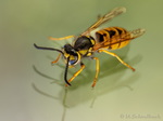Wespe