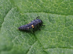 Larve Marienkäfer