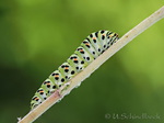 Raupe Schwalbenschwanz