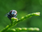 Fliege