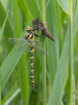Libelle Quelljungfer
