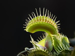 Venusfliegenfalle, Dionaea muscipula