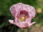 Mohn