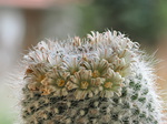 Kaktusblüte