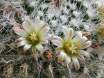 Kaktusblüte