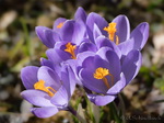 Krokus